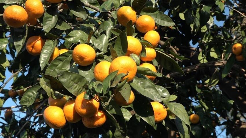 Rize'de hasat 15 Kasım'da başladı! Kilosu 35 TL'ye satılıyor