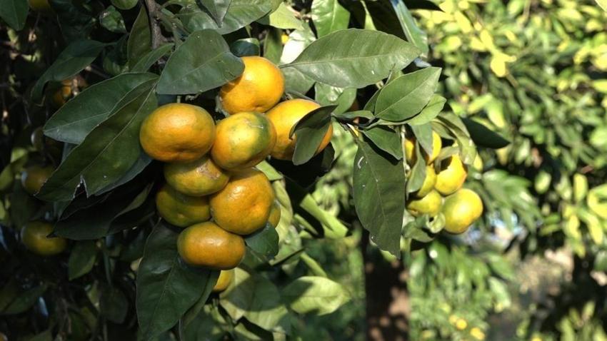 Rize'de hasat 15 Kasım'da başladı! Kilosu 35 TL'ye satılıyor