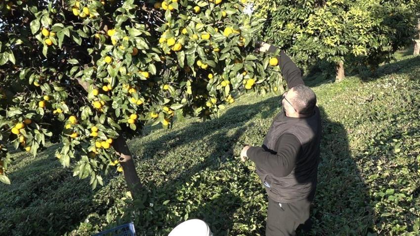 Rize'de hasat 15 Kasım'da başladı! Kilosu 35 TL'ye satılıyor