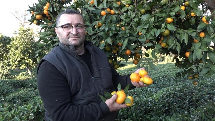 Rize'de hasat 15 Kasım'da başladı! Kilosu 35 TL'ye satılıyor