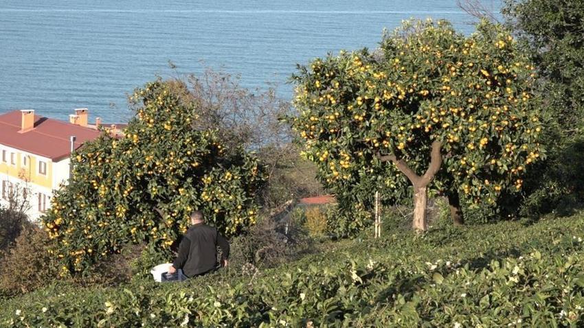 Rize'de hasat 15 Kasım'da başladı! Kilosu 35 TL'ye satılıyor