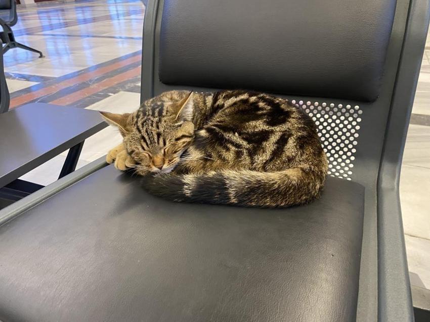 Eskişehir'de tren istasyonunun müdavimleri kediler oldu!