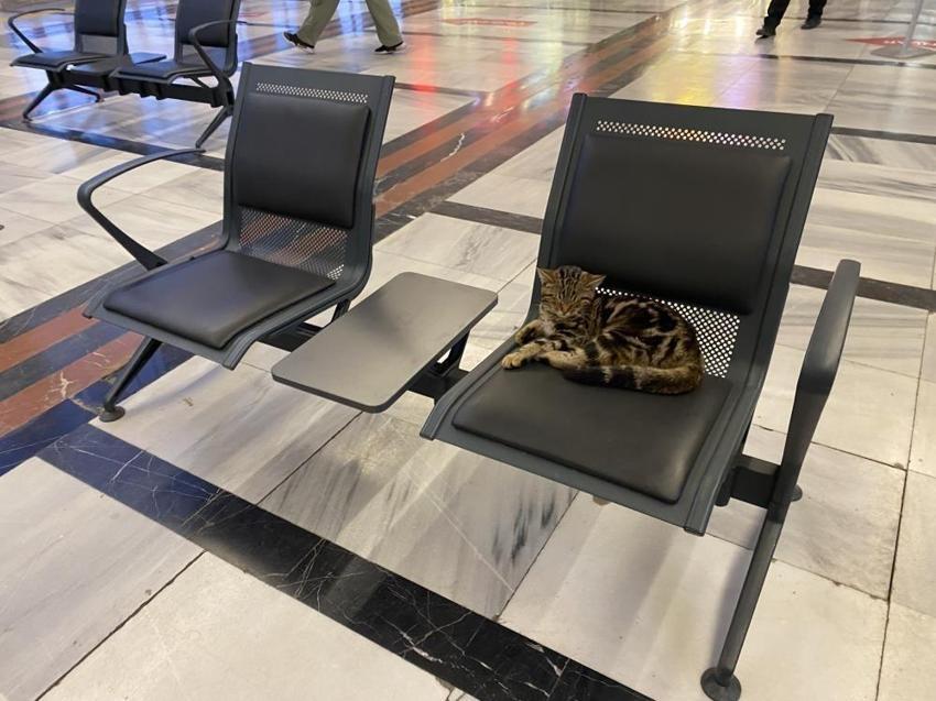 Eskişehir'de tren istasyonunun müdavimleri kediler oldu!