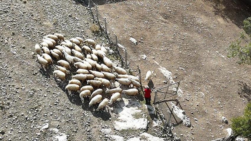 Isparta'da iki çocuk annesi kadın ineklerini satıp bu işe girişti! Sabah koyunları güdüyor, öğlen direksiyon başında!