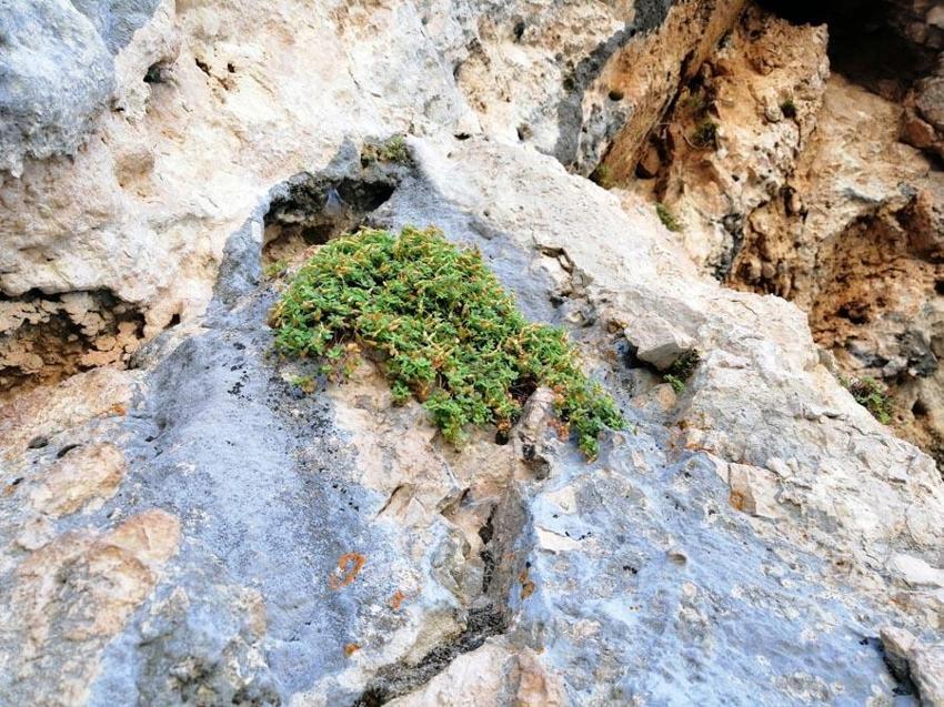 Malatya'ya özgü endemik bitki incelendi ortaya çarpıcı özellikler çıktı: Yüzde 90'ını etkisiz hale getirebiliyor