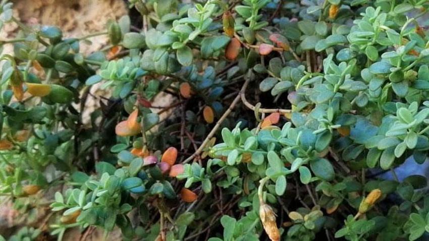 Malatya'ya özgü endemik bitki incelendi ortaya çarpıcı özellikler çıktı: Yüzde 90'ını etkisiz hale getirebiliyor
