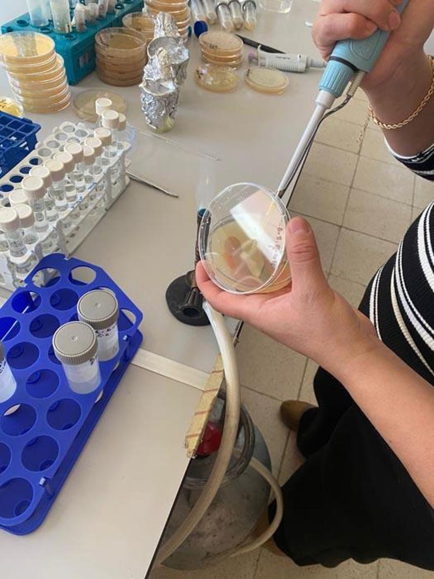 Malatya'ya özgü endemik bitki incelendi ortaya çarpıcı özellikler çıktı: Yüzde 90'ını etkisiz hale getirebiliyor