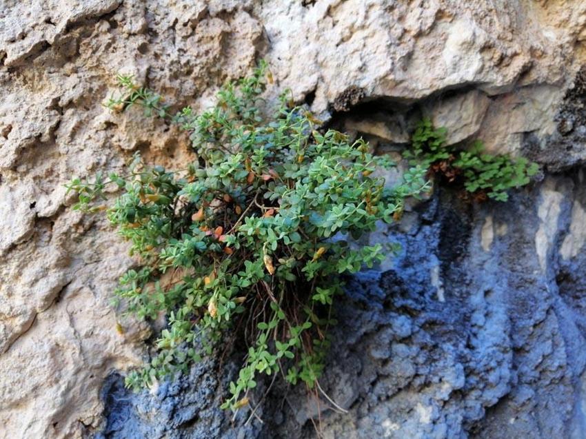 Malatya'ya özgü endemik bitki incelendi ortaya çarpıcı özellikler çıktı: Yüzde 90'ını etkisiz hale getirebiliyor