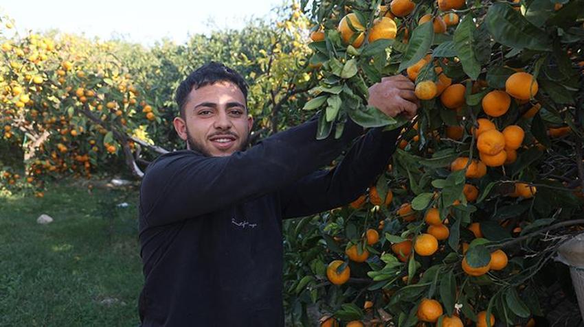 Kilosu 2 TL'ye düştü, üreticiler tonlarca ürünü bedava dağıttı!
