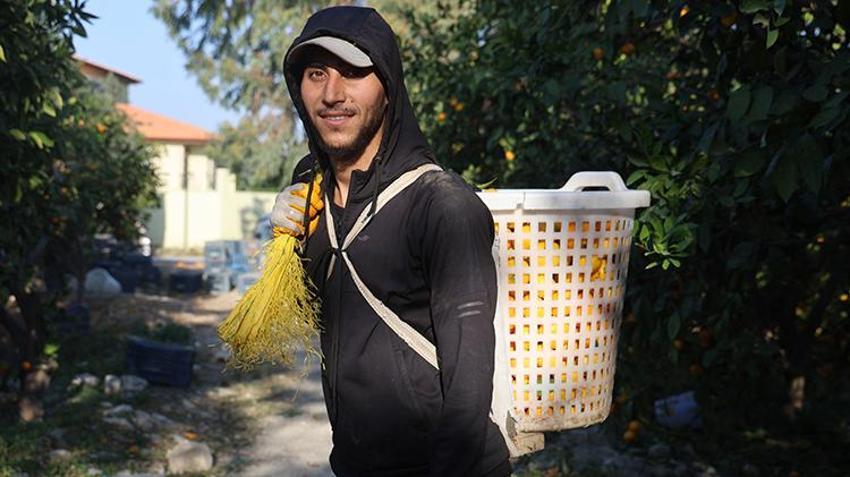 Kilosu 2 TL'ye düştü, üreticiler tonlarca ürünü bedava dağıttı!