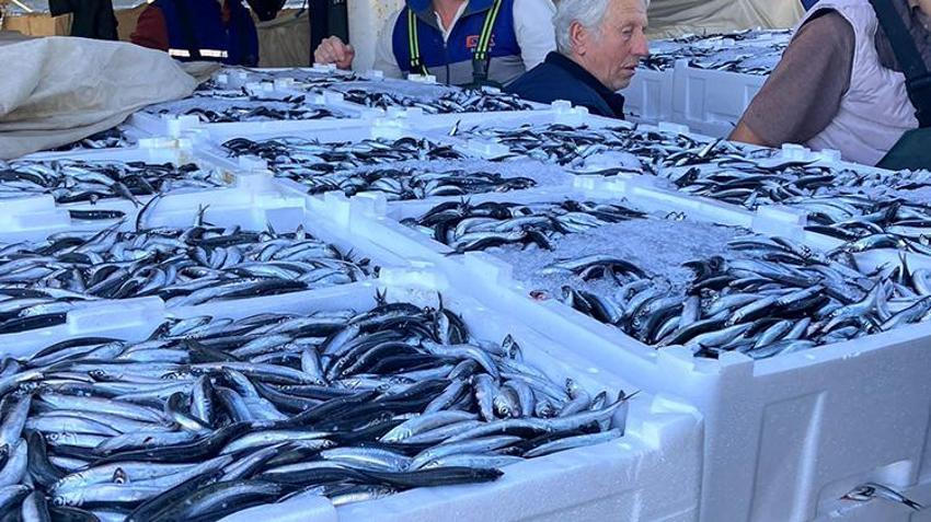 Kilosu 150'den 50 liraya düştü! Karadeniz'de hamsi bolluğu