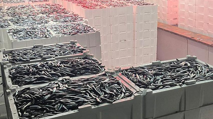 Kilosu 150'den 50 liraya düştü! Karadeniz'de hamsi bolluğu