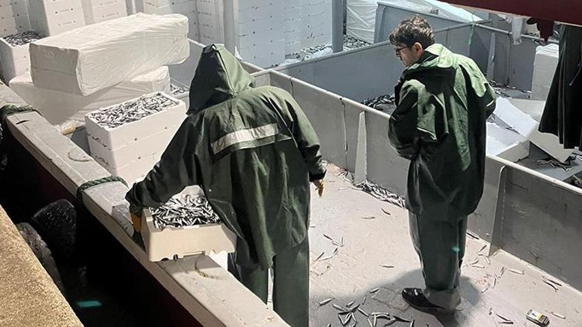 Kilosu 150'den 50 liraya düştü! Karadeniz'de hamsi bolluğu