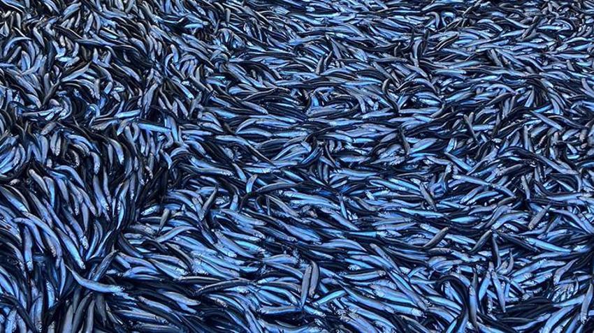 Kilosu 150'den 50 liraya düştü! Karadeniz'de hamsi bolluğu