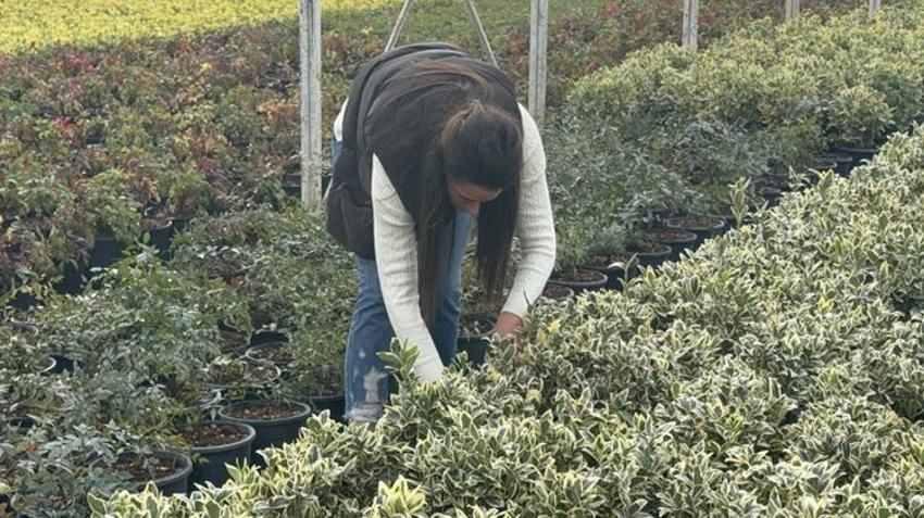 Baba mesleğinin devraldı! 7 kadın çiftçiyle birlikte 30 dekar alanda süs bitkisi ihraç ediyor!