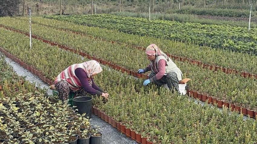Baba mesleğinin devraldı! 7 kadın çiftçiyle birlikte 30 dekar alanda süs bitkisi ihraç ediyor!