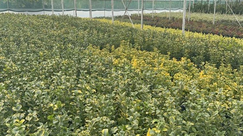 Baba mesleğinin devraldı! 7 kadın çiftçiyle birlikte 30 dekar alanda süs bitkisi ihraç ediyor!