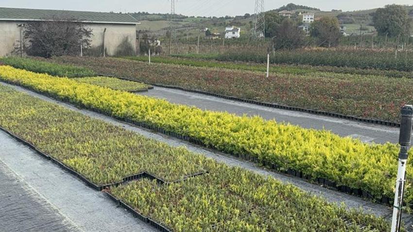 Baba mesleğinin devraldı! 7 kadın çiftçiyle birlikte 30 dekar alanda süs bitkisi ihraç ediyor!