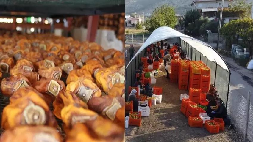 Adana'da 5 ton ürünü 1 yılda aldı: Komşularına iş vermeye başladı! Kozan'da açık havaya fabrika kurdu