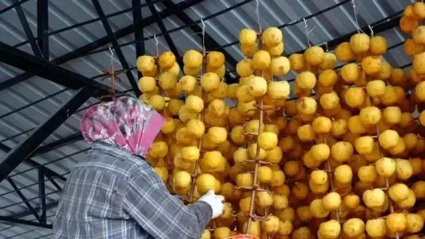 Adana'da 5 ton ürünü 1 yılda aldı: Komşularına iş vermeye başladı! Kozan'da açık havaya fabrika kurdu