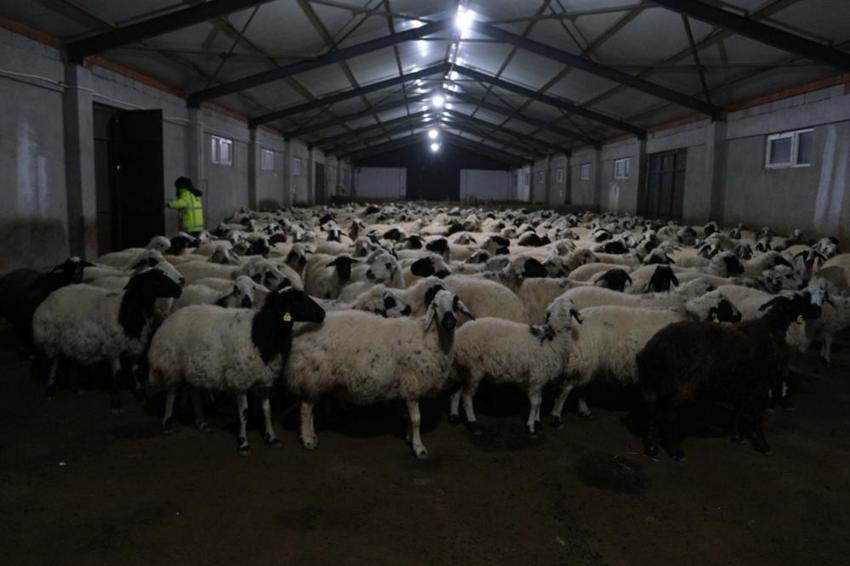 Devletten aldığı hibe desteğiyle hayatı değişti! Erzincanlı üretici 8 milyon TL’lik çiftlik kurdu