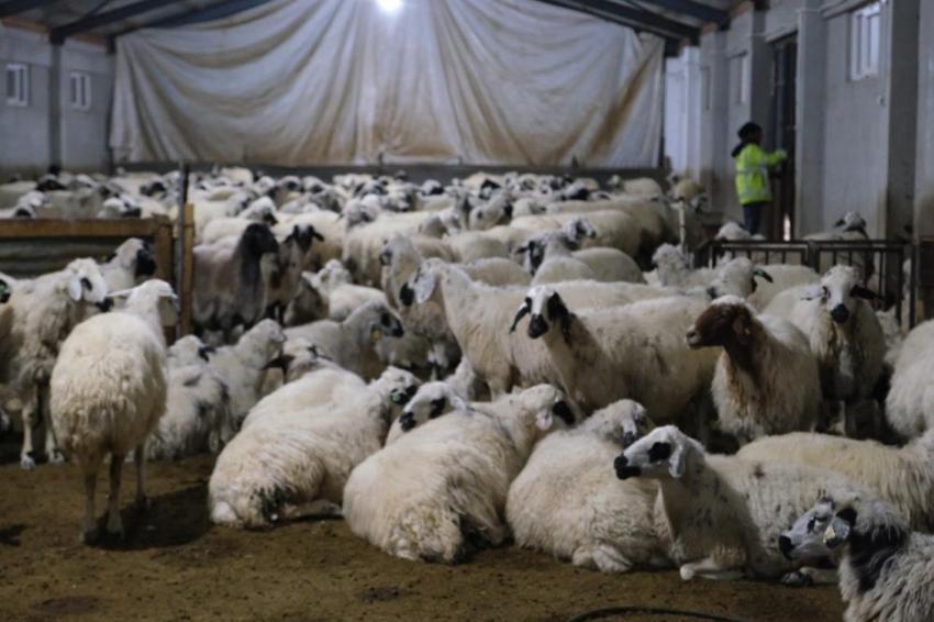 Devletten aldığı hibe desteğiyle hayatı değişti! Erzincanlı üretici 8 milyon TL’lik çiftlik kurdu