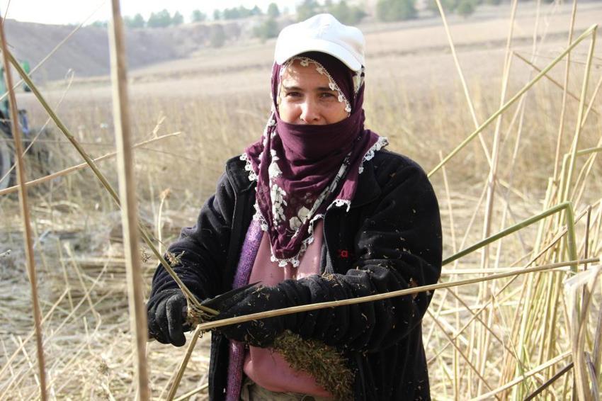 Çorum'da deneme amaçlı 150 dönüm alana ektiler: Çiftçinin yeni gelir kapısı olabilir: Silah sanayisinden çikolataya yüzlerce kullanım alanı var