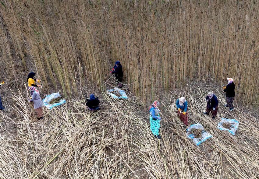 Çorum'da deneme amaçlı 150 dönüm alana ektiler: Çiftçinin yeni gelir kapısı olabilir: Silah sanayisinden çikolataya yüzlerce kullanım alanı var