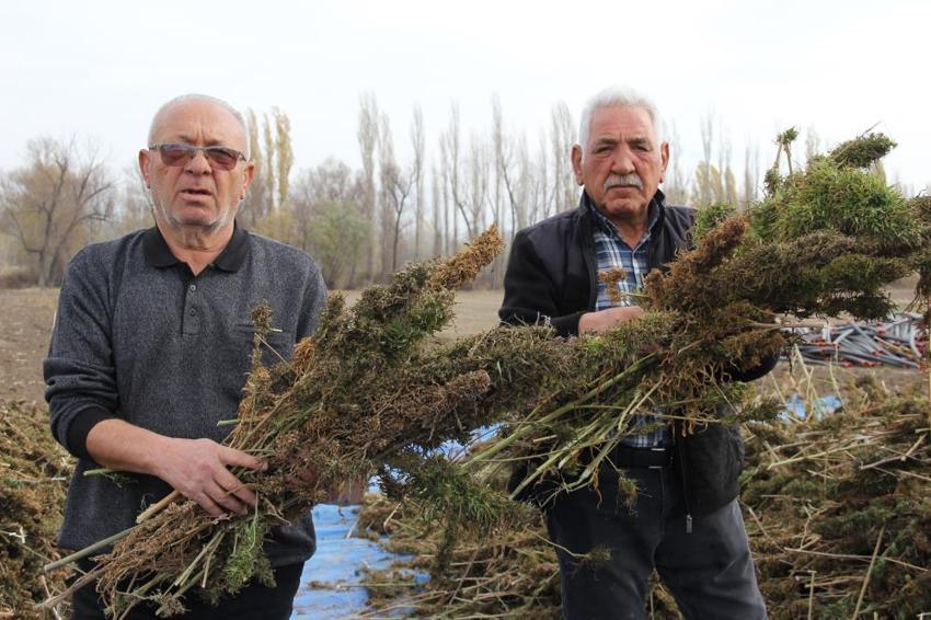 Çorum'da deneme amaçlı 150 dönüm alana ektiler: Çiftçinin yeni gelir kapısı olabilir: Silah sanayisinden çikolataya yüzlerce kullanım alanı var