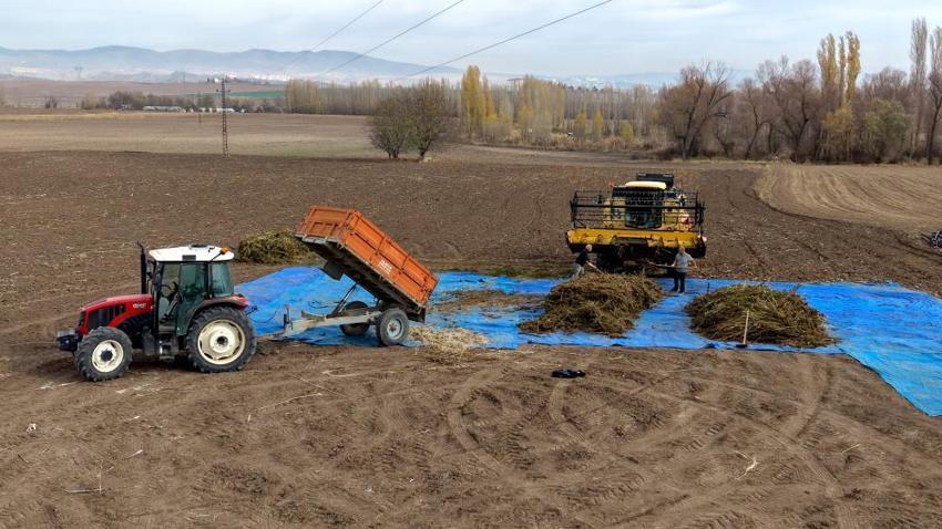 Çorum'da deneme amaçlı 150 dönüm alana ektiler: Çiftçinin yeni gelir kapısı olabilir: Silah sanayisinden çikolataya yüzlerce kullanım alanı var