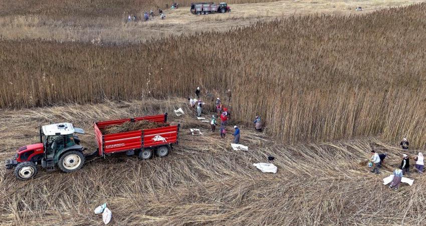 Çorum'da deneme amaçlı 150 dönüm alana ektiler: Çiftçinin yeni gelir kapısı olabilir: Silah sanayisinden çikolataya yüzlerce kullanım alanı var