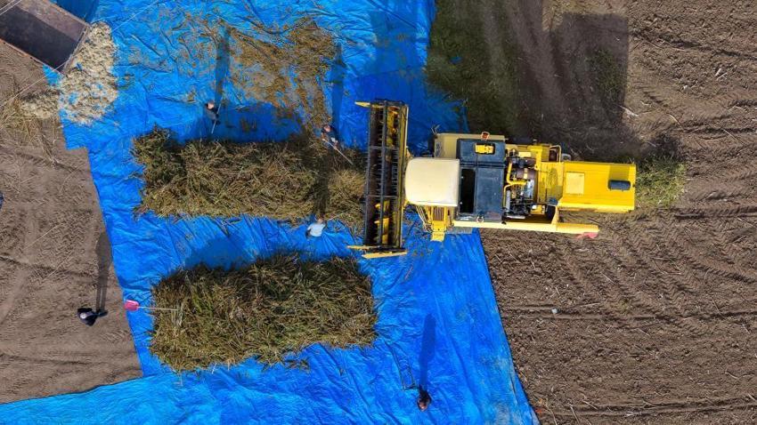 Çorum'da deneme amaçlı 150 dönüm alana ektiler: Çiftçinin yeni gelir kapısı olabilir: Silah sanayisinden çikolataya yüzlerce kullanım alanı var