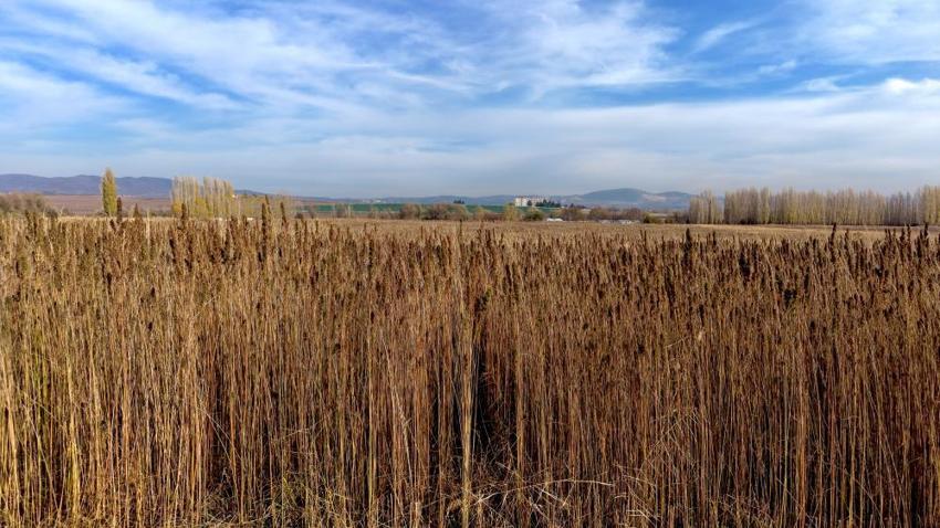 Çorum'da deneme amaçlı 150 dönüm alana ektiler: Çiftçinin yeni gelir kapısı olabilir: Silah sanayisinden çikolataya yüzlerce kullanım alanı var