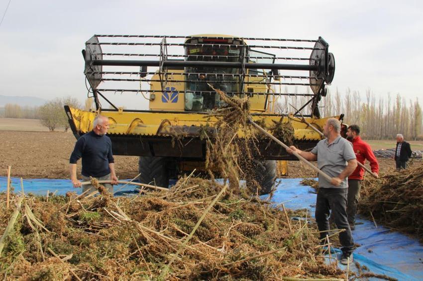 Çorum'da deneme amaçlı 150 dönüm alana ektiler: Çiftçinin yeni gelir kapısı olabilir: Silah sanayisinden çikolataya yüzlerce kullanım alanı var