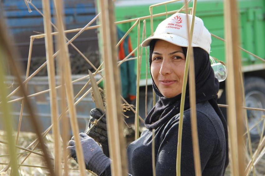 Çorum'da deneme amaçlı 150 dönüm alana ektiler: Çiftçinin yeni gelir kapısı olabilir: Silah sanayisinden çikolataya yüzlerce kullanım alanı var