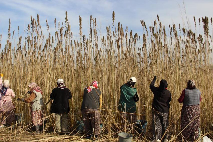 Çorum'da deneme amaçlı 150 dönüm alana ektiler: Çiftçinin yeni gelir kapısı olabilir: Silah sanayisinden çikolataya yüzlerce kullanım alanı var