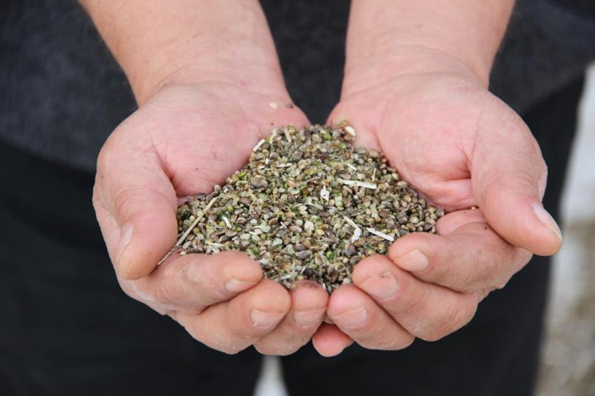 Çorum'da deneme amaçlı 150 dönüm alana ektiler: Çiftçinin yeni gelir kapısı olabilir: Silah sanayisinden çikolataya yüzlerce kullanım alanı var