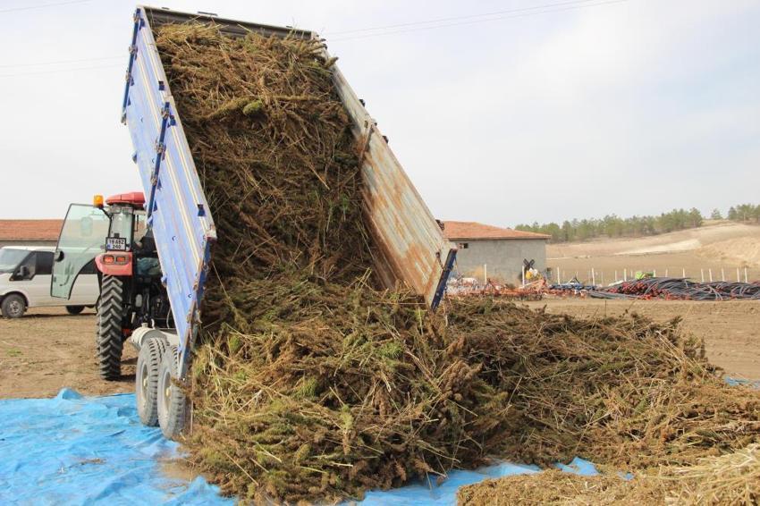 Çorum'da deneme amaçlı 150 dönüm alana ektiler: Çiftçinin yeni gelir kapısı olabilir: Silah sanayisinden çikolataya yüzlerce kullanım alanı var