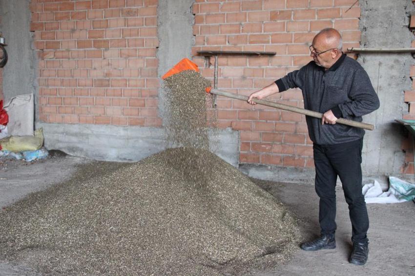 Çorum'da deneme amaçlı 150 dönüm alana ektiler: Çiftçinin yeni gelir kapısı olabilir: Silah sanayisinden çikolataya yüzlerce kullanım alanı var