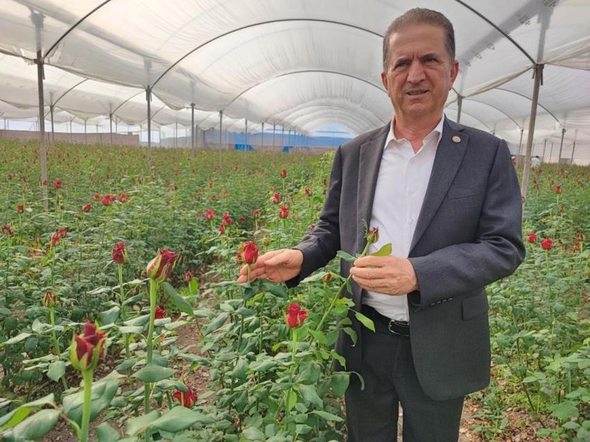 Adana'da 416 dönüm serada hasat başladı: Üreticiden 'aracılar kazanıyor' isyanı: 10 liralık ürün 100 liraya kadar çıkıyor!