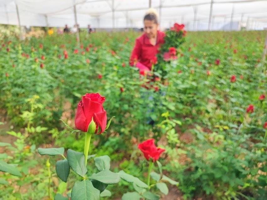 Adana'da 416 dönüm serada hasat başladı: Üreticiden 'aracılar kazanıyor' isyanı: 10 liralık ürün 100 liraya kadar çıkıyor!