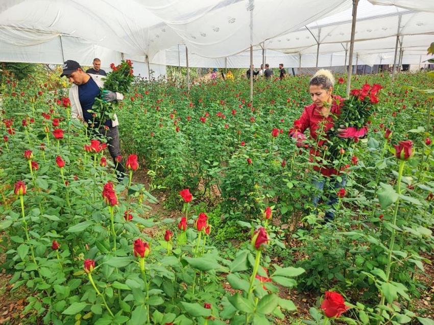 Adana'da 416 dönüm serada hasat başladı: Üreticiden 'aracılar kazanıyor' isyanı: 10 liralık ürün 100 liraya kadar çıkıyor!