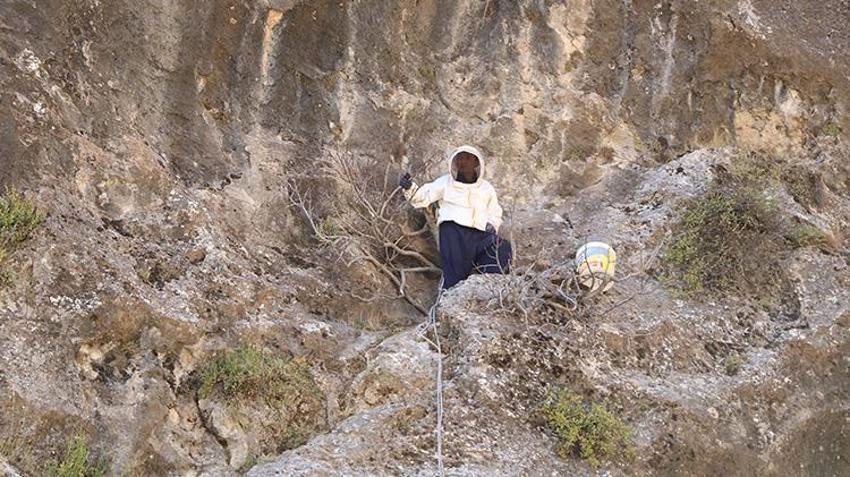 Hakkarili vatandaşlar kayalara tırmanarak hasat yaptı! Bu ürünün kilosu 6 - 7 bin TL