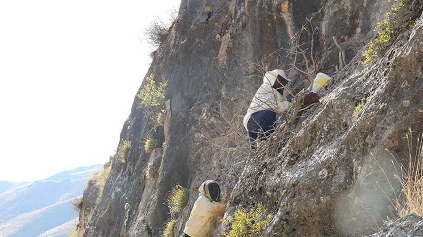 Hakkarili vatandaşlar kayalara tırmanarak hasat yaptı! Bu ürünün kilosu 6 - 7 bin TL