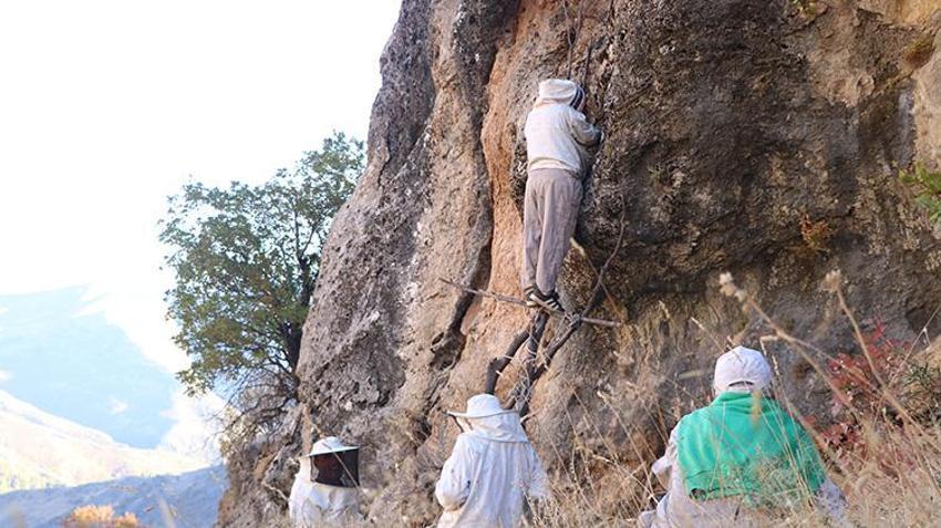 Hakkarili vatandaşlar kayalara tırmanarak hasat yaptı! Bu ürünün kilosu 6 - 7 bin TL