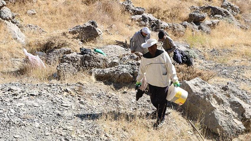 Hakkarili vatandaşlar kayalara tırmanarak hasat yaptı! Bu ürünün kilosu 6 - 7 bin TL