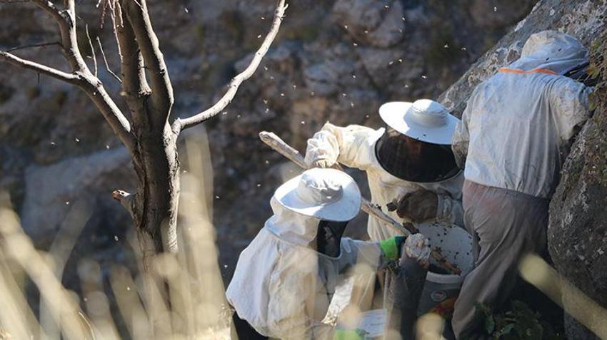 Hakkarili vatandaşlar kayalara tırmanarak hasat yaptı! Bu ürünün kilosu 6 - 7 bin TL