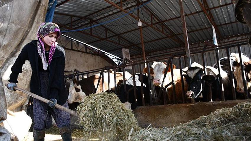 Nevşehir'de üniversite okuyor ama asıl tutkusu traktör direksiyonunda! 'Dönmek için gün sayıyorum'