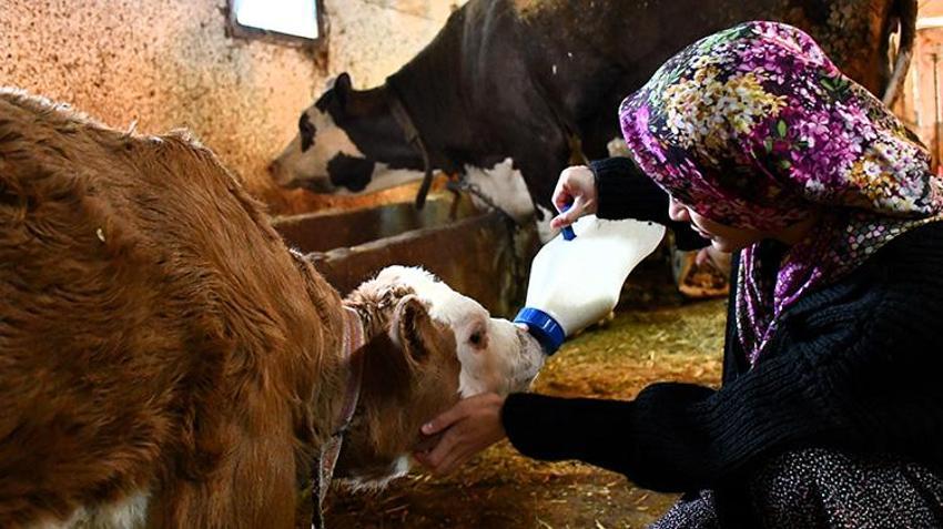 Nevşehir'de üniversite okuyor ama asıl tutkusu traktör direksiyonunda! 'Dönmek için gün sayıyorum'