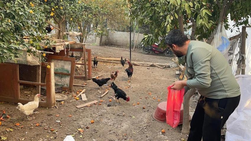 Osmaniye'de pes dedirten hırsızlık! Çamaşır ipiyle geldi, komşusunun mavi yumurtlayan tavuğunu tişörtünün içine saklayıp kaçtı